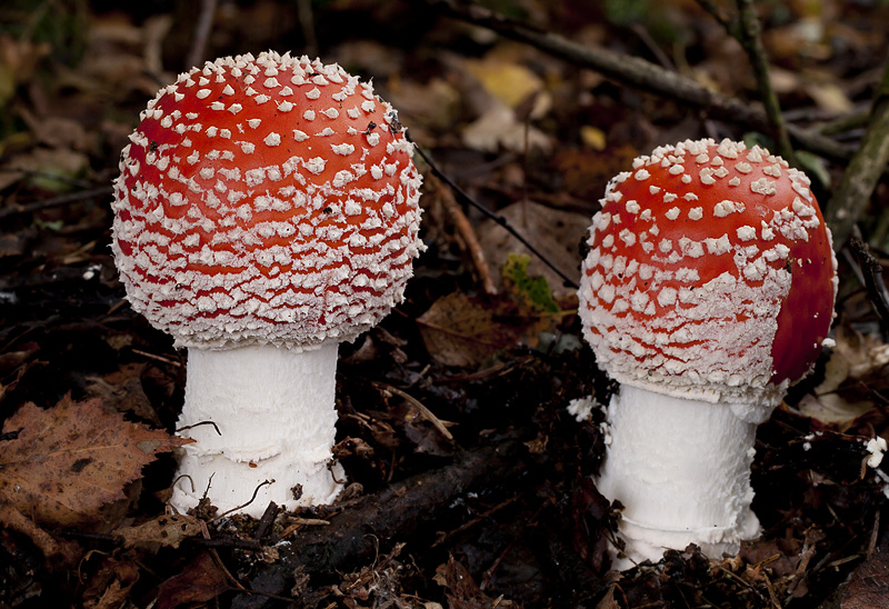 Amanita muscaria